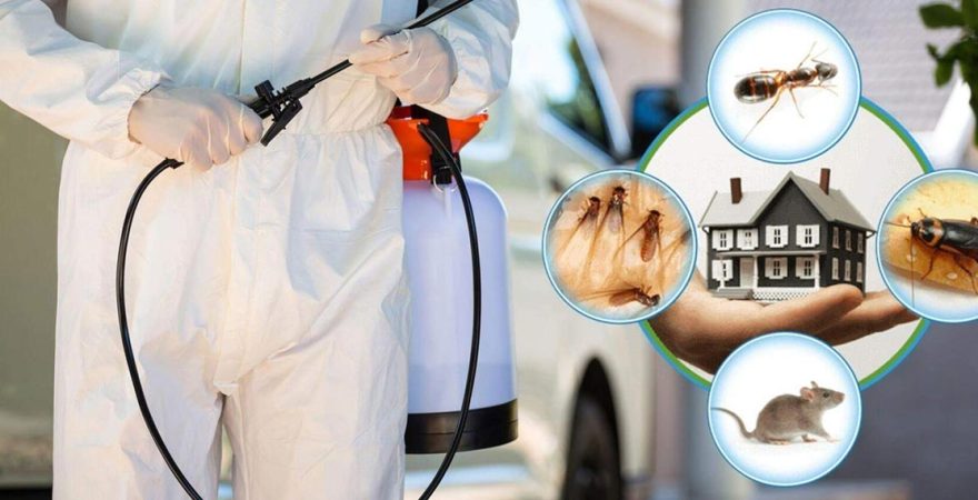 Baklan Böcek İlaçlama